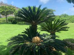 -上野德国文化村