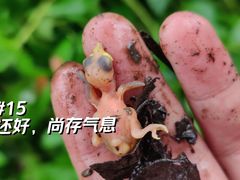 -长洲岛