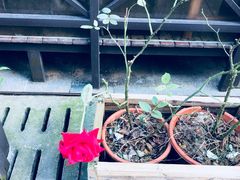 -ICEPOPO MILK(温岭新天地店)