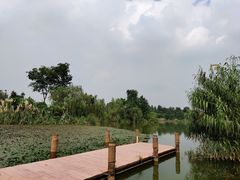 -白鹭湾湿地公园