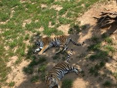 -西霞口神雕山野生动物世界