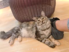 -momokira米努特·德文卷毛猫·棉花面纱犬