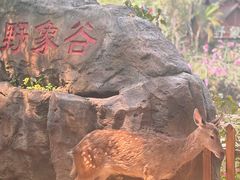 -野象谷景区