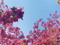 -海棠花溪(元大都城垣遗址公园)