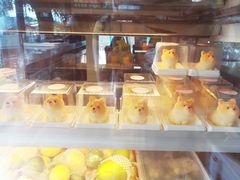 -柴犬高等学院·狗咖·柴犬售卖·宠物训练