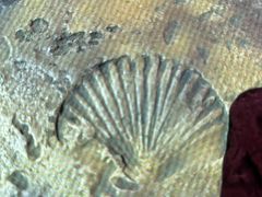 -沈阳海洋探索中心