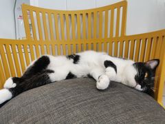 -关爱宠物医院·猫科中心·消化科(滨湖万达分院)