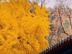 -三里屯东五街银杏大道