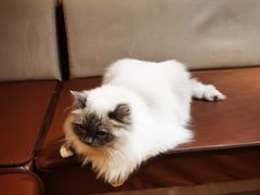 -MOCHA明星猫咖(田子坊店)