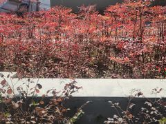 -养云安缦·廊