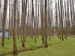 -东平国家森林公园