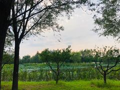 -东郊湿地公园