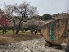 -香雪海