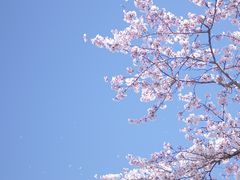 -上海滨江森林公园