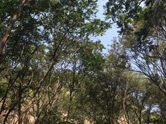 -大岭沟猕猴桃谷风景区