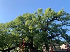 -新安江山水画廊风景区
