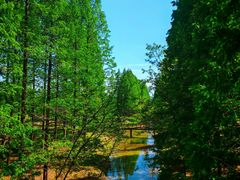 -黄海国家森林公园