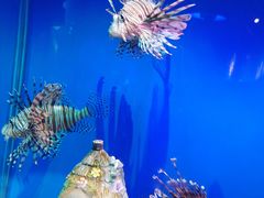 -海合安武汉极地海洋公园