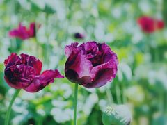 -国家植物园南园