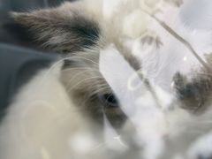 -博特宠物医院24h犬猫全科.骨科·异宠