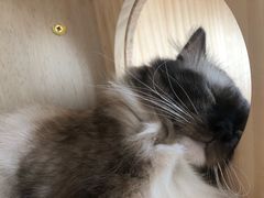 -Catmate·猫肥家润(金润铂宫店)