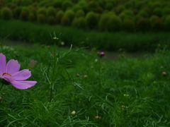 -花开海上生态园