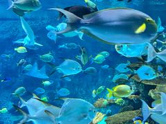 -西雅图水族馆