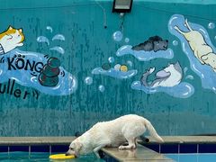 -趣玩宠物乐园寄养训犬训狗游泳池