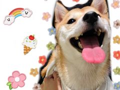 -逗柴咖啡屋·狗咖猫咖宠物桌游