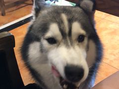 -more than meow吴止猫主题餐厅(承德 中船汇店)