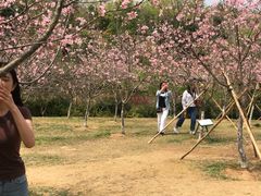 -聚龙山公园