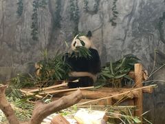 -深圳野生动物园