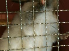 为了食物摆出各种pose的小龙猫-藦茜花园宠物主题亲子互动体验馆(国顺东路店)