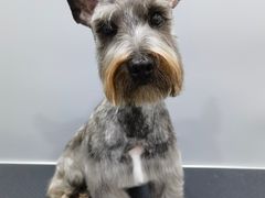 -1013 PET SHOP 宠物商店(近铁城市广场店)