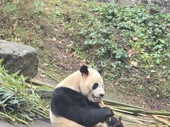 -都江堰中华大熊猫苑