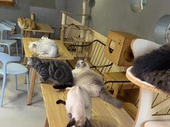 -豆逗聊愈猫阁Easy Life