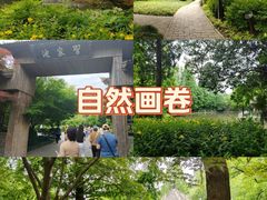 -习家池
