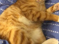 -爱宠屋pet shop·宠物洗澡·宠物美容