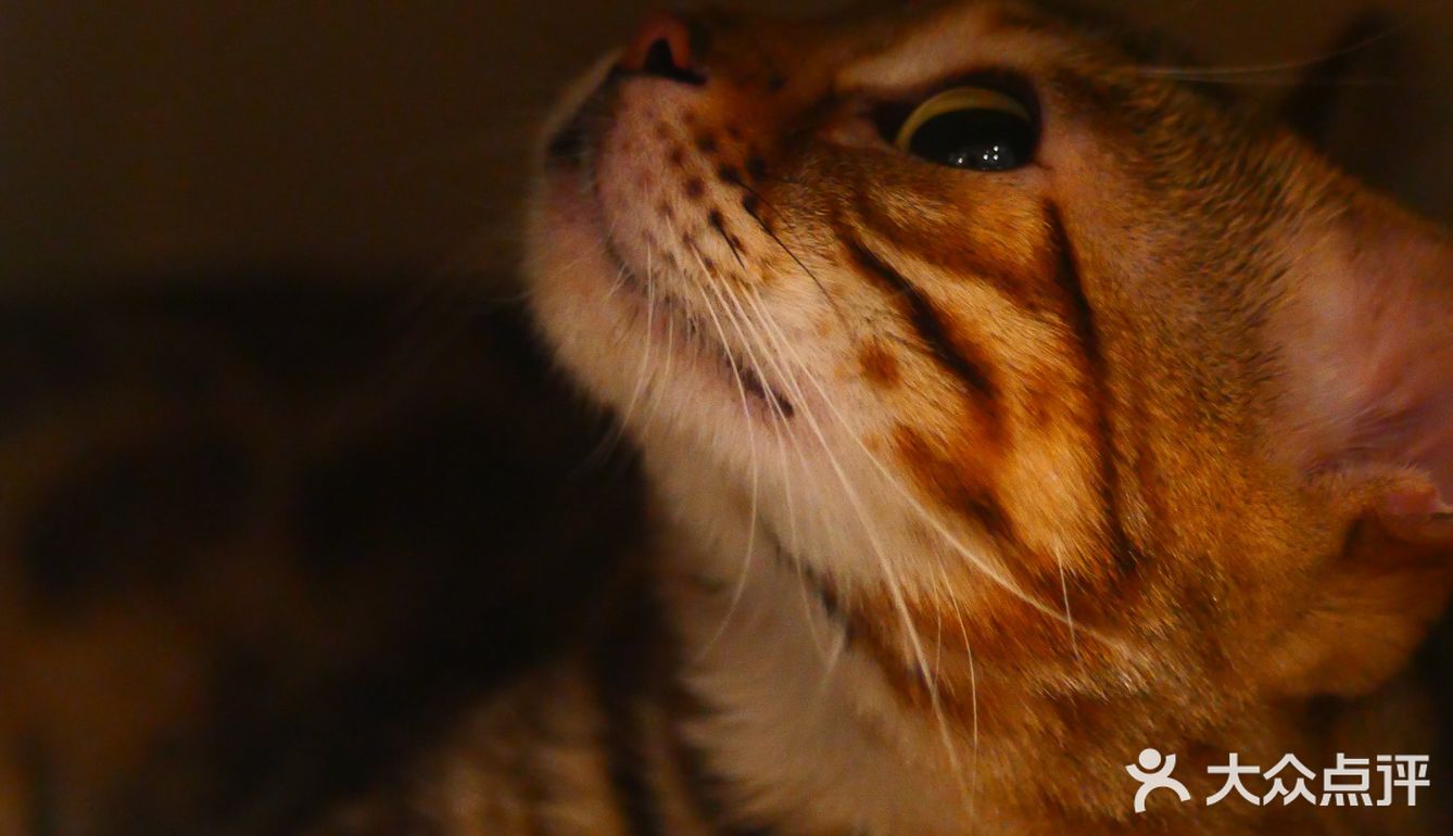 猫咖还能打桌游，这也太治愈了 