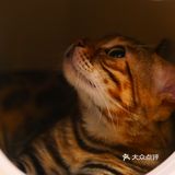 猫咖还能打桌游，这也太治愈了 