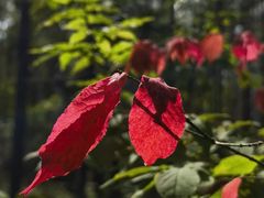 -峡谷浮石林景区