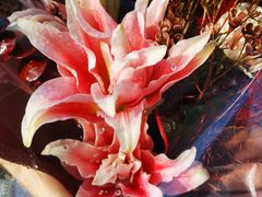 -Butchart布查德鲜花(花艺设计中心)