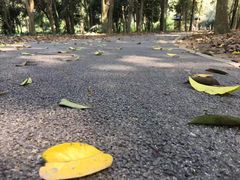 -南宁良凤江国家森林公园