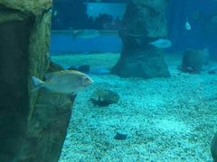 -北戴河圣蓝海洋公园