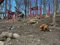 -宫城藏王狐狸村