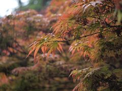 -陕西师范大学(雁塔校区)