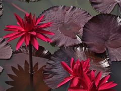 -国家植物园南园