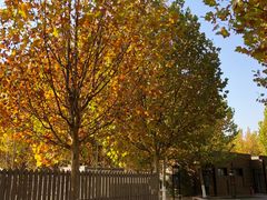 -九十九顶毡房(阜石路店)