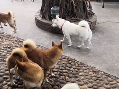 -柴犬高等学院·狗咖·柴犬售卖·宠物训练