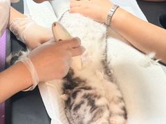 -宠爱国际动物医院·消化内科·心肾内科·ISFM猫友好(望京店)